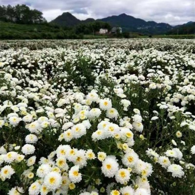 勇泰中药材 菊花苗种植厂家出售 菊花苗厂家图3