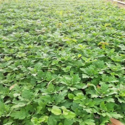 勇泰中药材 菊花苗种植厂家出售 菊花苗厂家图5