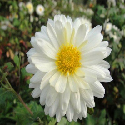 勇泰中药材 菊花苗种植厂家出售 菊花苗厂家图2