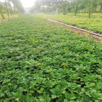 勇泰中药材 菊花苗种植厂家出售 菊花苗厂家图4
