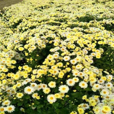 勇泰中药材 菊花苗种植厂家出售 菊花苗厂家图1