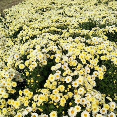自产自销苏北菊花苗量大优惠图3