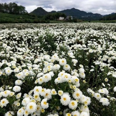 自产自销苏北菊花苗量大优惠图4