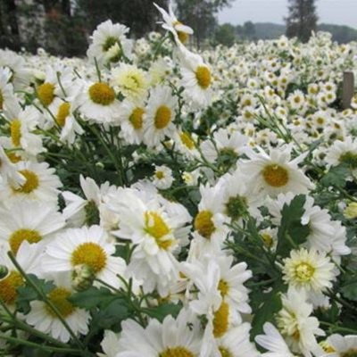 亳菊厂家 菊花苗功效价值 菊花苗批发图5