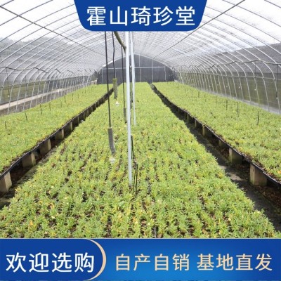 石斛订购 肉质紧实 胶质丰富 可磨粉散装枫斗 可一件代发图3