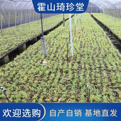 米斛厂家 霍 山铁皮石斛枫斗 现货速发 正宗原产基地直供 自然晾晒图3