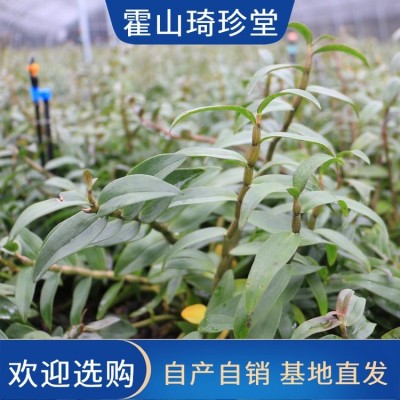 米斛厂家 霍 山铁皮石斛枫斗 现货速发 正宗原产基地直供 自然晾晒图4