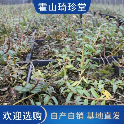 米斛厂家 霍 山铁皮石斛枫斗 现货速发 正宗原产基地直供 自然晾晒图5