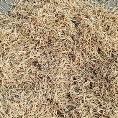馨航麦冬种植基地 干麦冬颗粒批发 支持专车配送图2