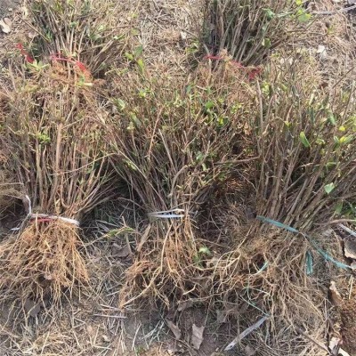 江正金银花苗种苗批发 庭院盆栽金银花小苗价格 河南苗圃图2