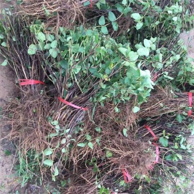 江正金银花苗种苗批发 庭院盆栽金银花小苗价格 河南苗圃图4