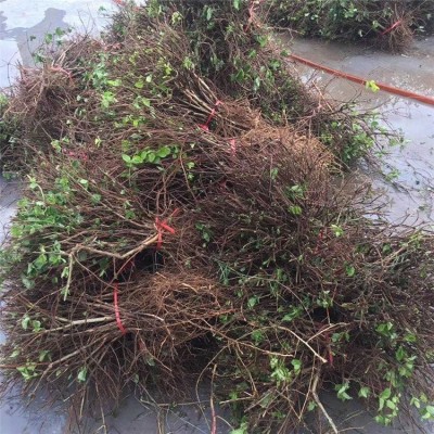江正金银花苗种苗批发 庭院盆栽金银花小苗价格 河南苗圃图3