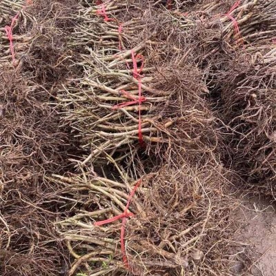 江正中药材金银花基地供应 金银花苗批发价格图4