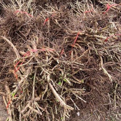 江正中药材金银花基地供应 金银花苗批发价格图3