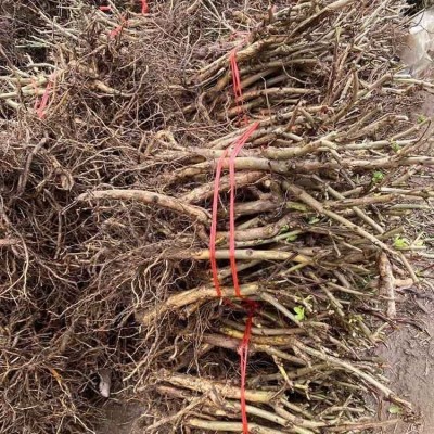 江正中药材金银花基地供应 金银花苗批发价格图2