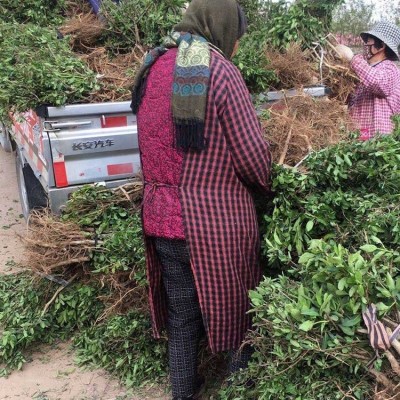 河南金银花基地 生产供应金银花 金银花苗价格 2年苗龄金银花苗图3