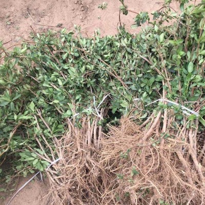 河南金银花基地 生产供应金银花 金银花苗价格 2年苗龄金银花苗图4