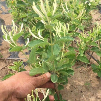 河南金银花基地 生产供应金银花 金银花苗价格 2年苗龄金银花苗图2