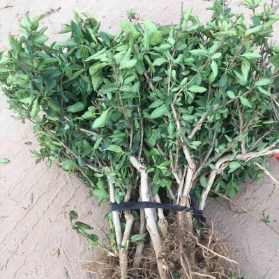 河南金银花基地 生产供应金银花 金银花苗价格 2年苗龄金银花苗图5
