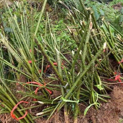覆盆子种植苗 覆盆子结果种苗 江正中药材 覆盆子苗图2