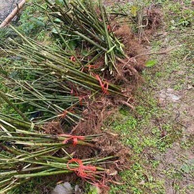覆盆子种植苗 覆盆子结果种苗 江正中药材 覆盆子苗图3