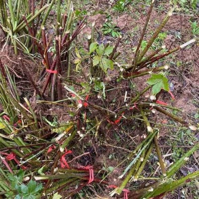 覆盆子种植苗 覆盆子结果种苗 江正中药材 覆盆子苗图5