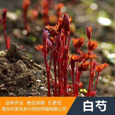 白芍种苗 白芍芽 白芍种植图3