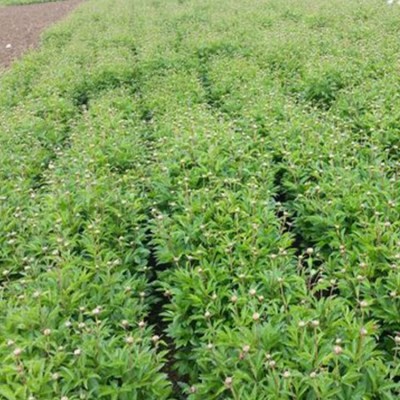 白芍种苗 白芍芽 白芍种植图5