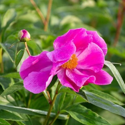 白芍种苗 白芍芽 白芍种植图4