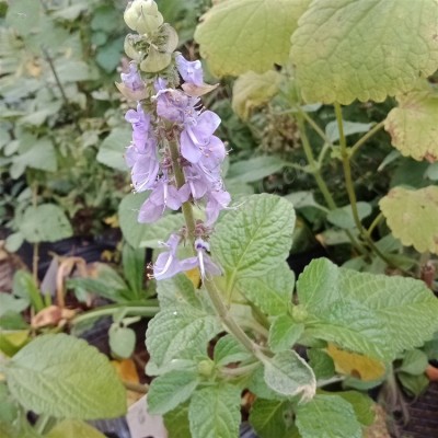 毛喉鞘蕊花提取物弗斯可林20%10%毛喉素植物提取原料粉SC厂家图1