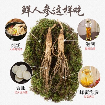 东北鲜钱带土新挖 新鲜到家 原产地鲜人参 中秋礼品泡酒烹调图5