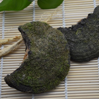 长白山桑黄灵芝暴马丁香树桑黄500g 暴马桑耳桑黄批发图5