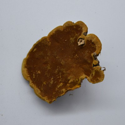 长白山桑黄灵芝暴马丁香树桑黄500g 暴马桑耳桑黄批发图4