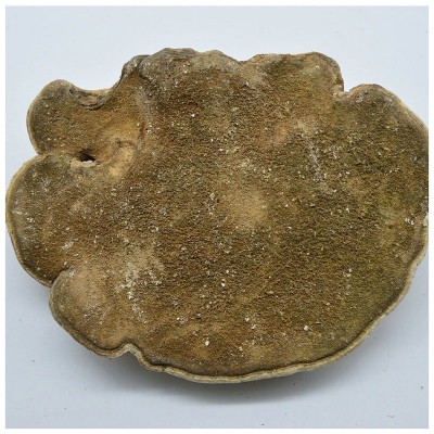 长白山白玉灵芝东北白灵芝 仿野生灵芝紫灵芝片白灵芝图5