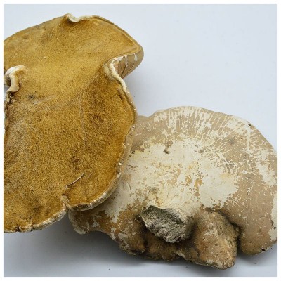 长白山白玉灵芝东北白灵芝 仿野生灵芝紫灵芝片白灵芝图4