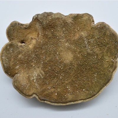 长白山白玉灵芝东北白灵芝 仿野生灵芝紫灵芝片白灵芝图3