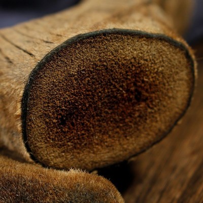 东北特产吉林鹿茸干整支切片血片红粉片整支切泡酒礼盒整支干鹿茸图3