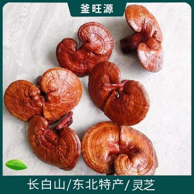 厂家批发长白山灵芝 赤灵芝紫灵芝食用菌类东北特产一件代发 灵芝图4