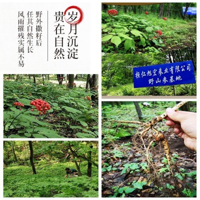 原产地直发长白山林下参 林下籽参15-25年野山参直销批发图3