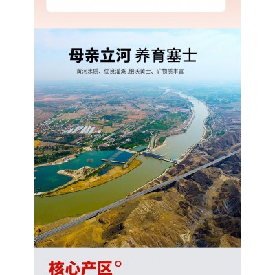 【好好喝】NFC鲜果鲜榨红枸杞原浆宁夏中宁鲜枸杞原浆汁300ml/盒图2