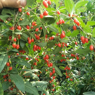 枸杞子 500g散装出售 红枸杞花果茶 批发产地枸杞子一手货源图4