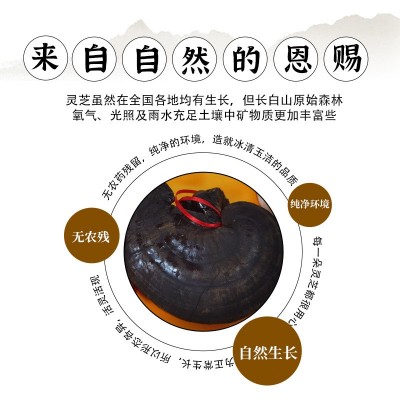 长白山灵芝礼盒 批发东北特产过节送礼泡酒林芝礼盒装整枝灵芝图2