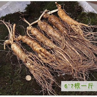长白山人参新鲜人参一手货源批发 招代理一件代发图2