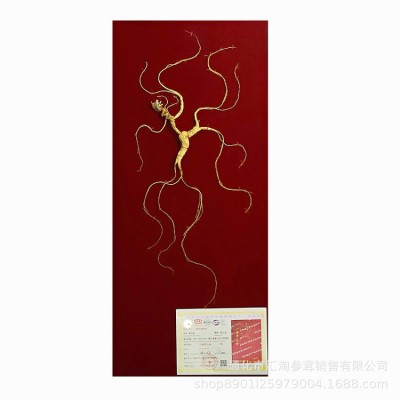 长白山野山参东北人叁移林下参干人参人生干礼盒泡酒国检证书送礼图5