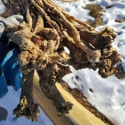 供应新货产地自然晾晒免费切片大兴安岭野北黄芪整根500克图3