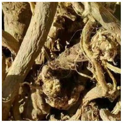 供应新货产地自然晾晒免费切片大兴安岭野北黄芪整根500克图4