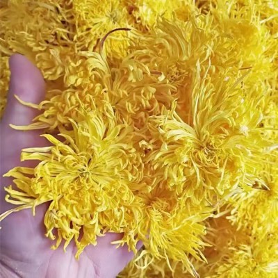 金丝皇菊一朵一杯大朵独立包装批发花茶量大从优贡菊胎菊婺源花茶 2件图5