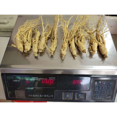 西洋参个xiyangshen产地吉林省白山市10月产新240元每公斤包邮 2kg图2