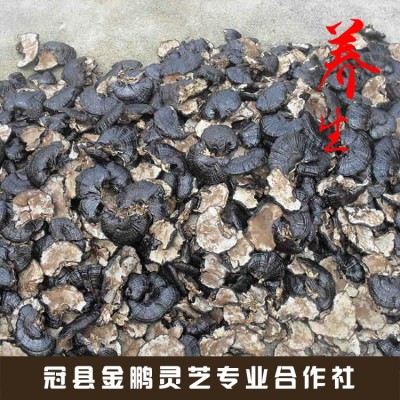 现货供应 紫灵芝 长白山紫灵芝 紫灵芝片免费切片打粉 10斤图4