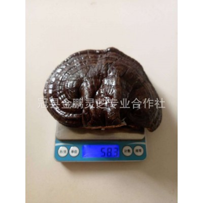 现货供应 紫灵芝 长白山紫灵芝 紫灵芝片免费切片打粉 10斤图5